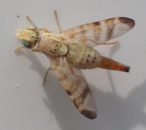 Réf. 267 611 : Terellia tussilaginis